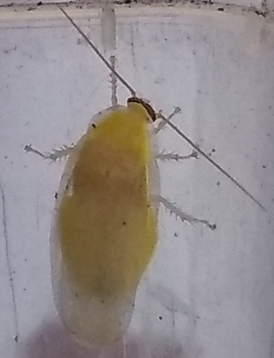 Panchlora nivea gelbes Weibchen.jpg