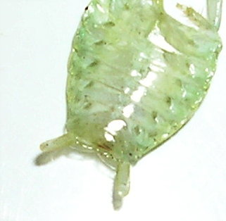 PanchloragiantMalecerci.jpg