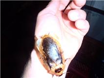 peppered big.jpg