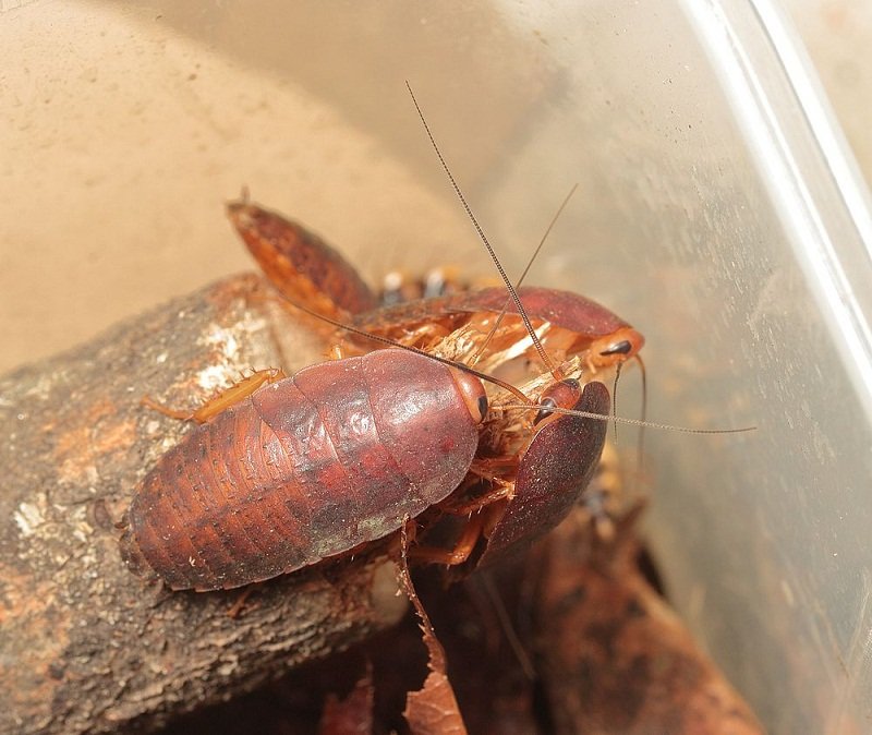 Rhabdoblatta 1 nymphs - уменьшено.jpg