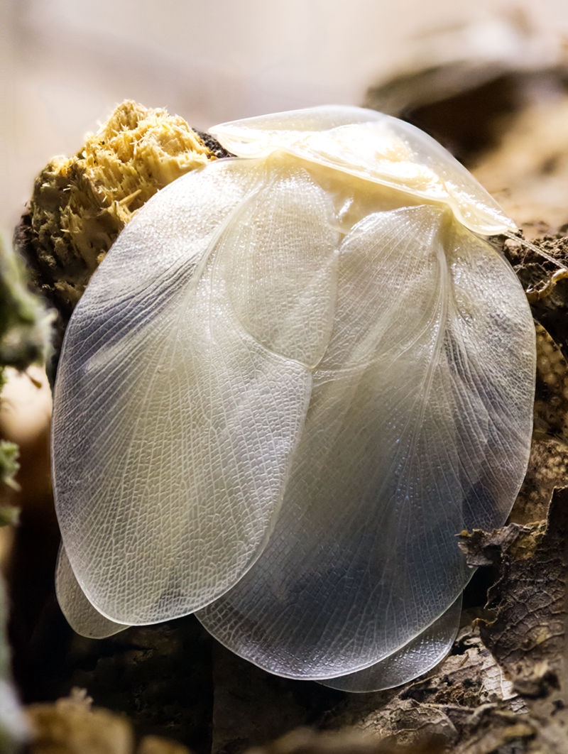 Schizopilia_fissicollis_10s.jpg