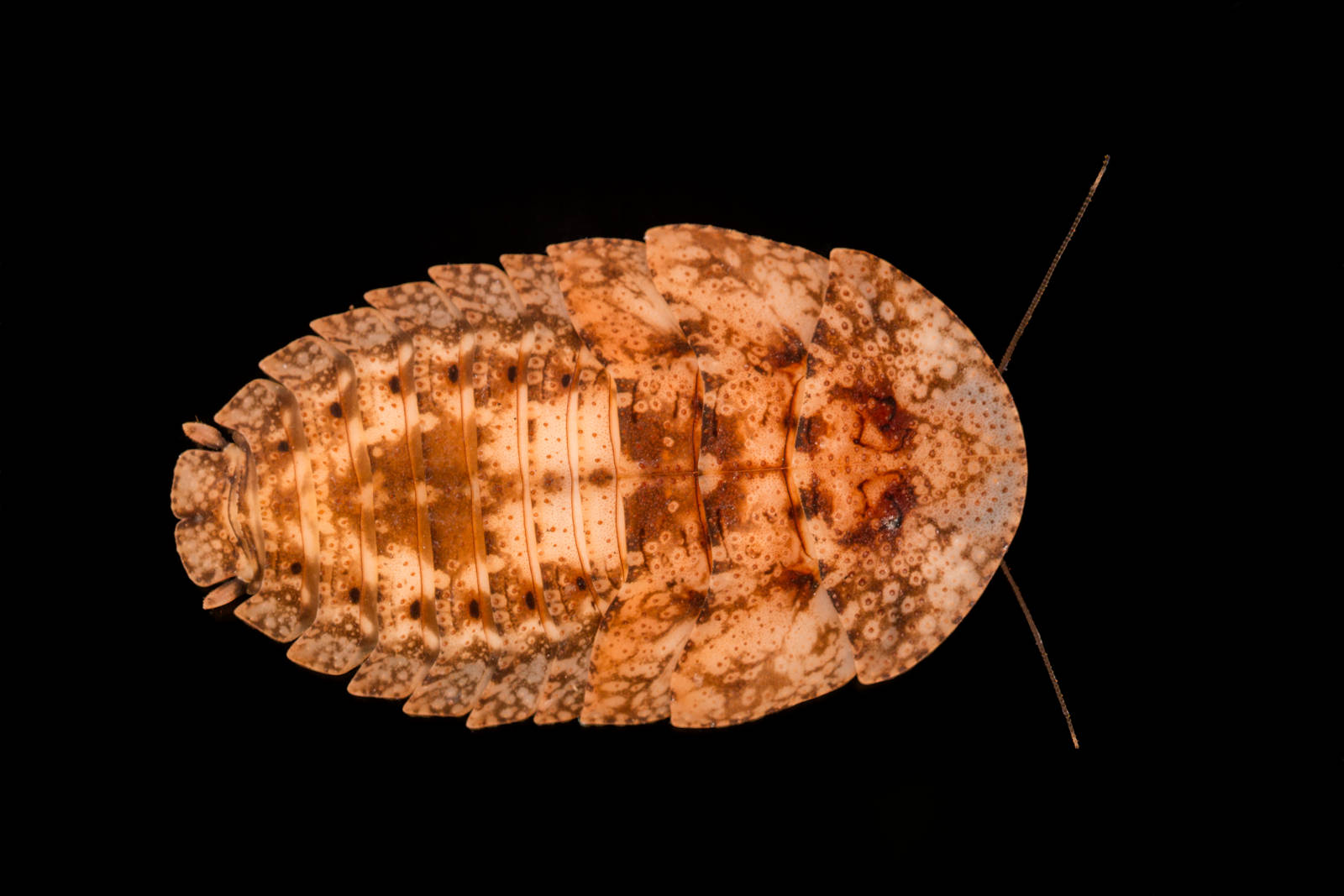 Schizopilia_fissicollis_1s.jpg