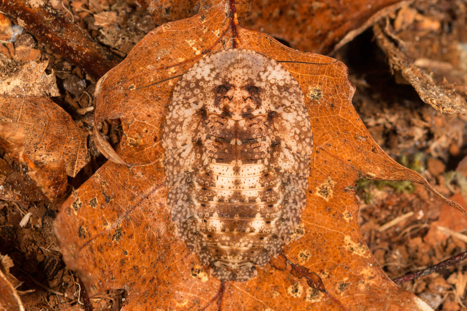 Schizopilia_fissicollis_2s.jpg