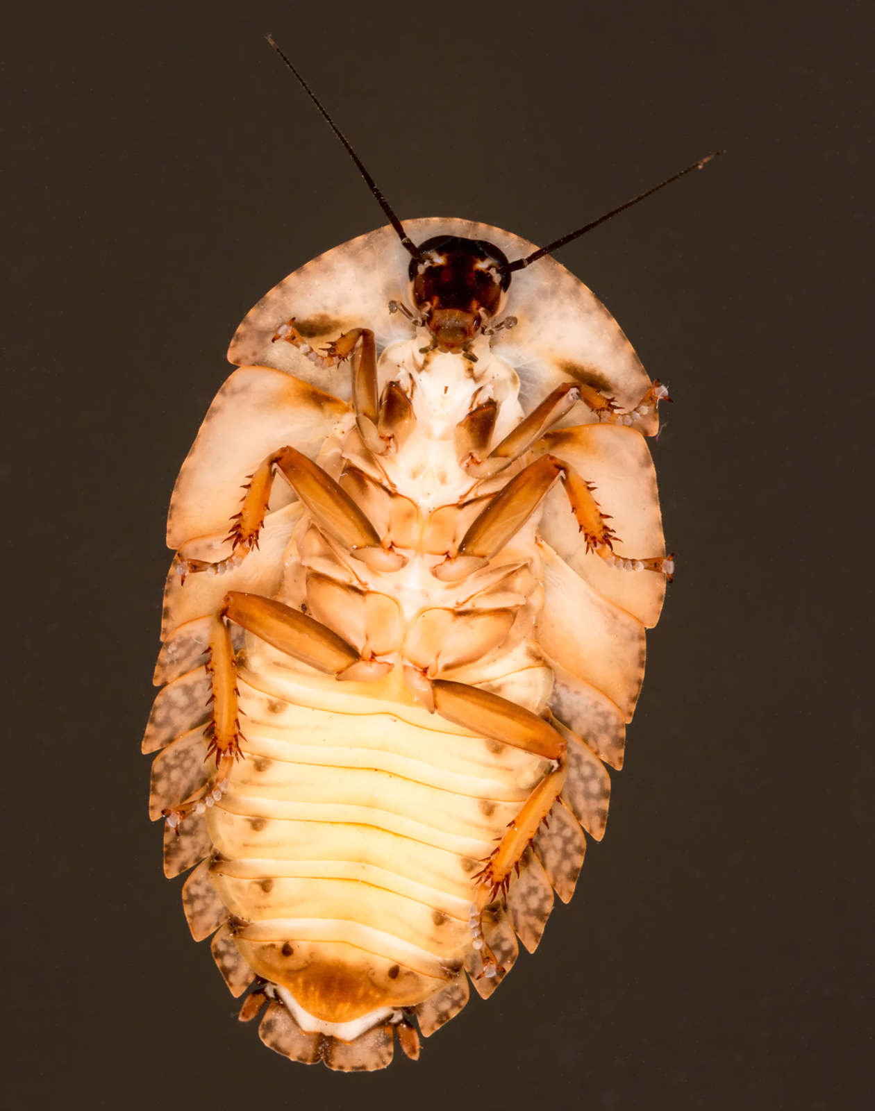 Schizopilia_fissicollis_3s.jpg