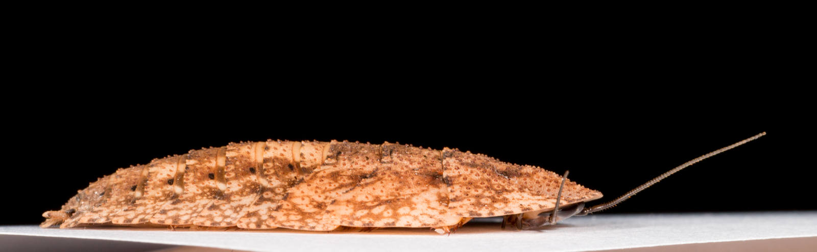 Schizopilia_fissicollis_4s.jpg