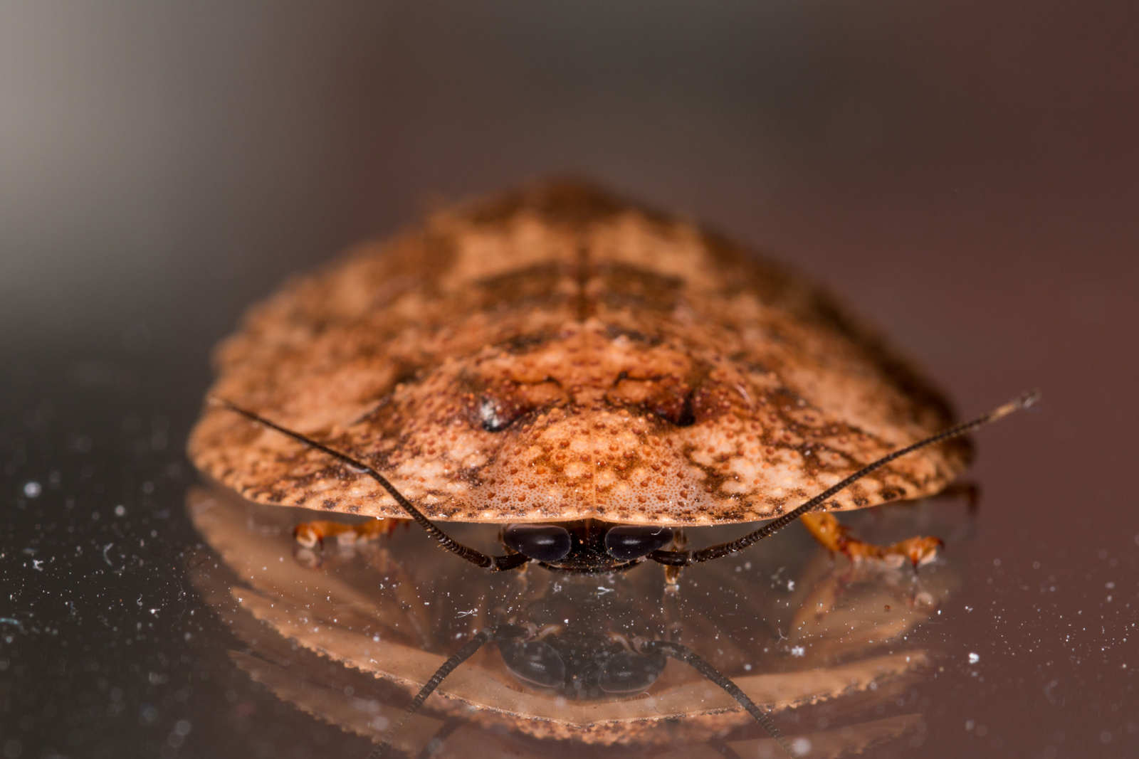 Schizopilia_fissicollis_5s.jpg