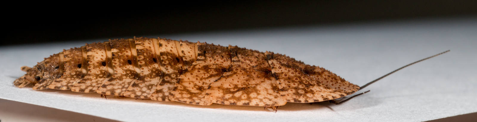 Schizopilia_fissicollis_6s.jpg