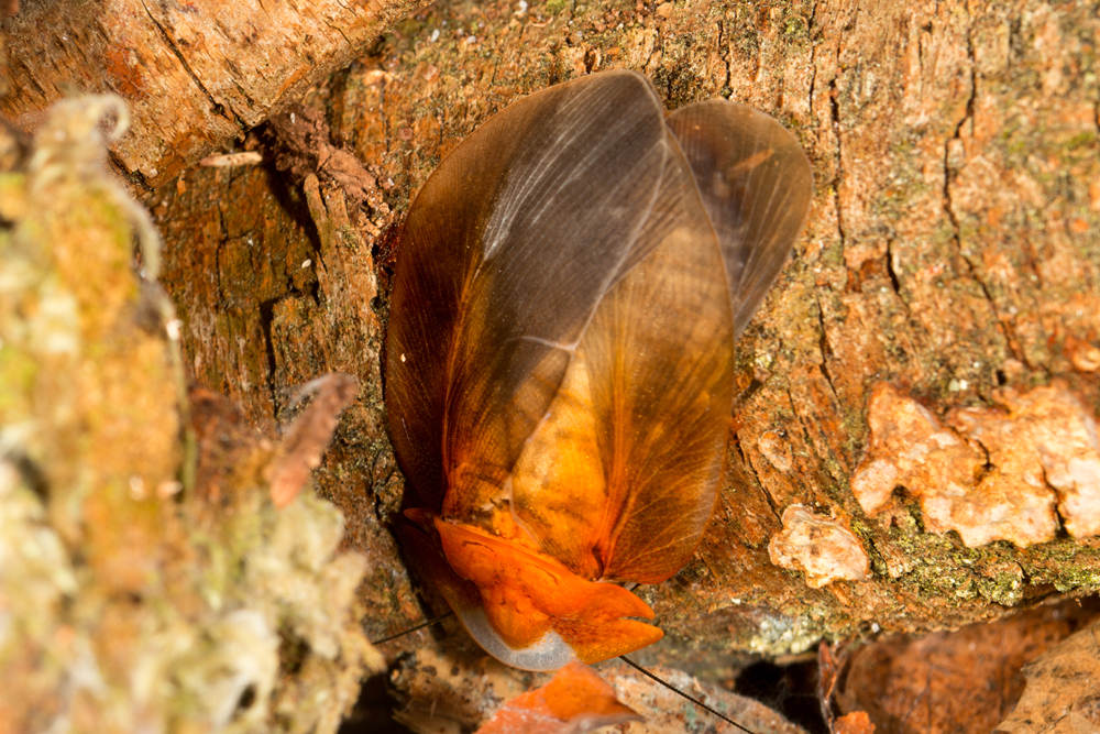 Schizopilia_fissicollis_7s.jpg