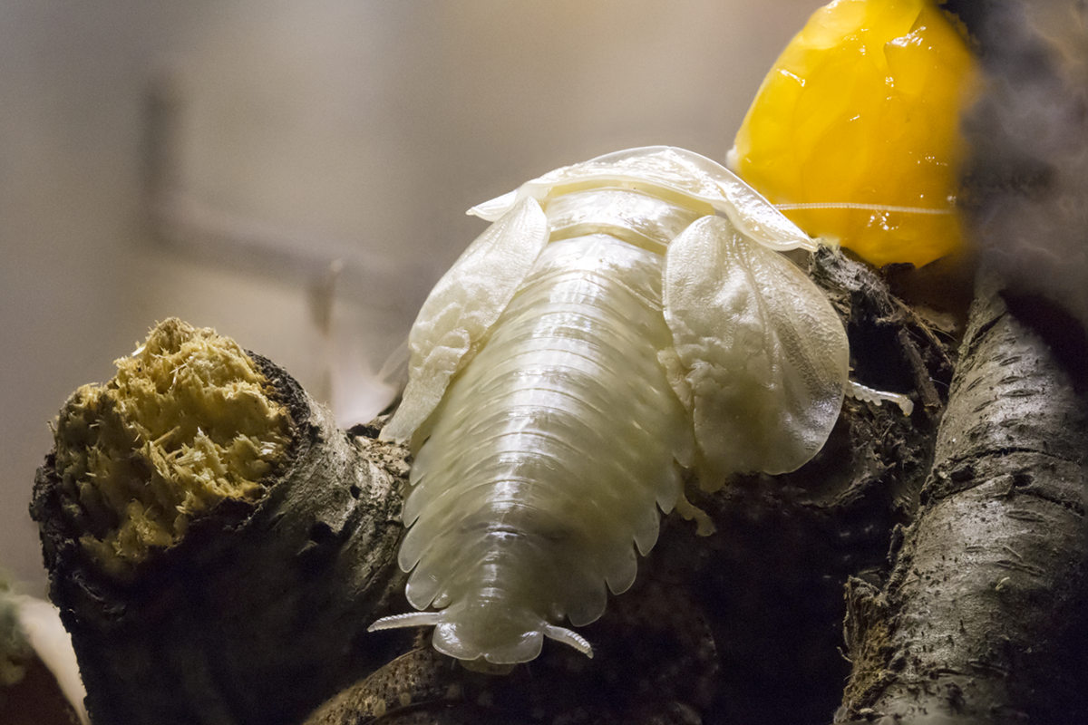 Schizopilia_fissicollis_9s.jpg