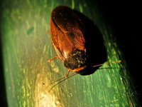 sp 00401.jpg